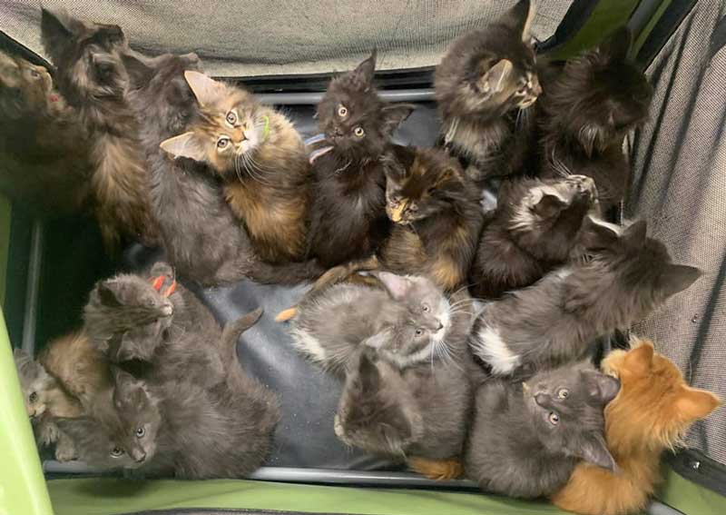 Carousel Slide 4: Kitten veterinary care!