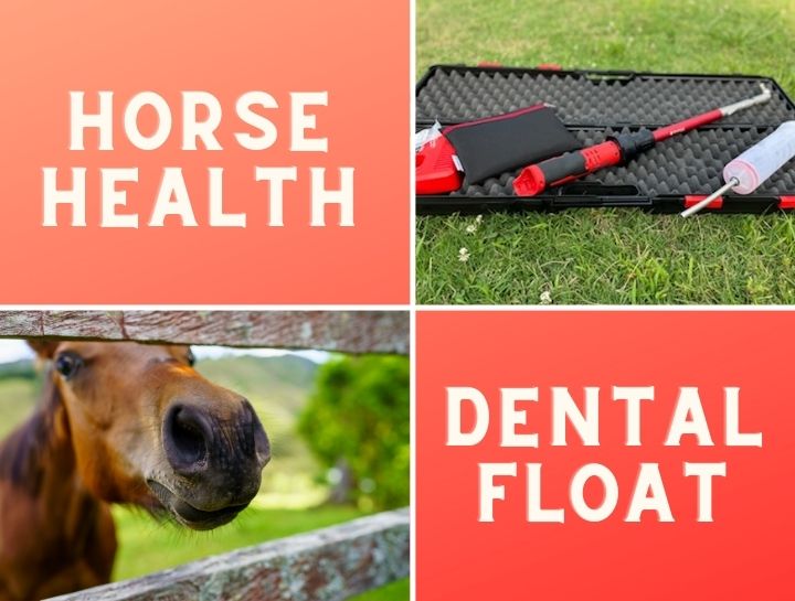 Horse Health: Floating Teeth